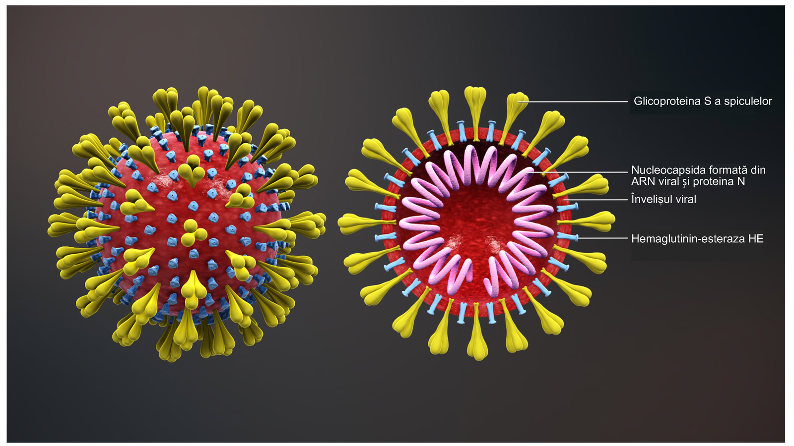 Difference Between Coronavirus and Spanish Flu