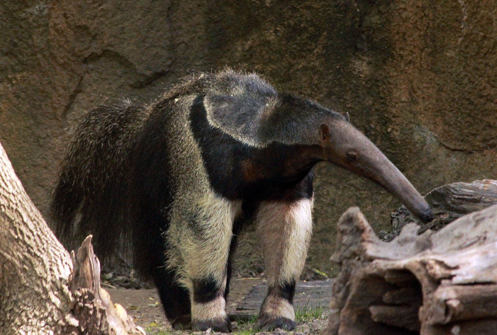 Difference Between Arm adillo and Anteater