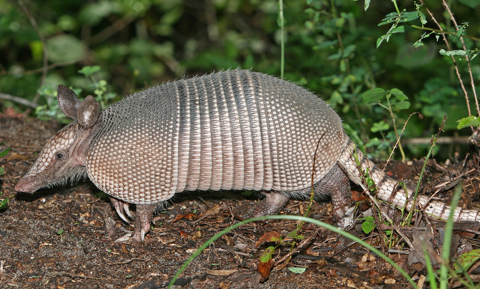 Difference Between Armadillo and Anteater