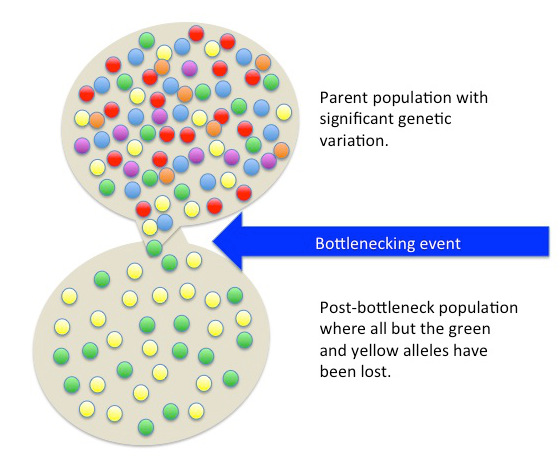 Difference Between Bottleneck Effect and Founder Effect