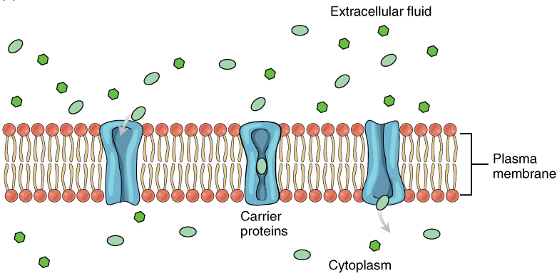 Difference Between Channel and Carrier Proteins