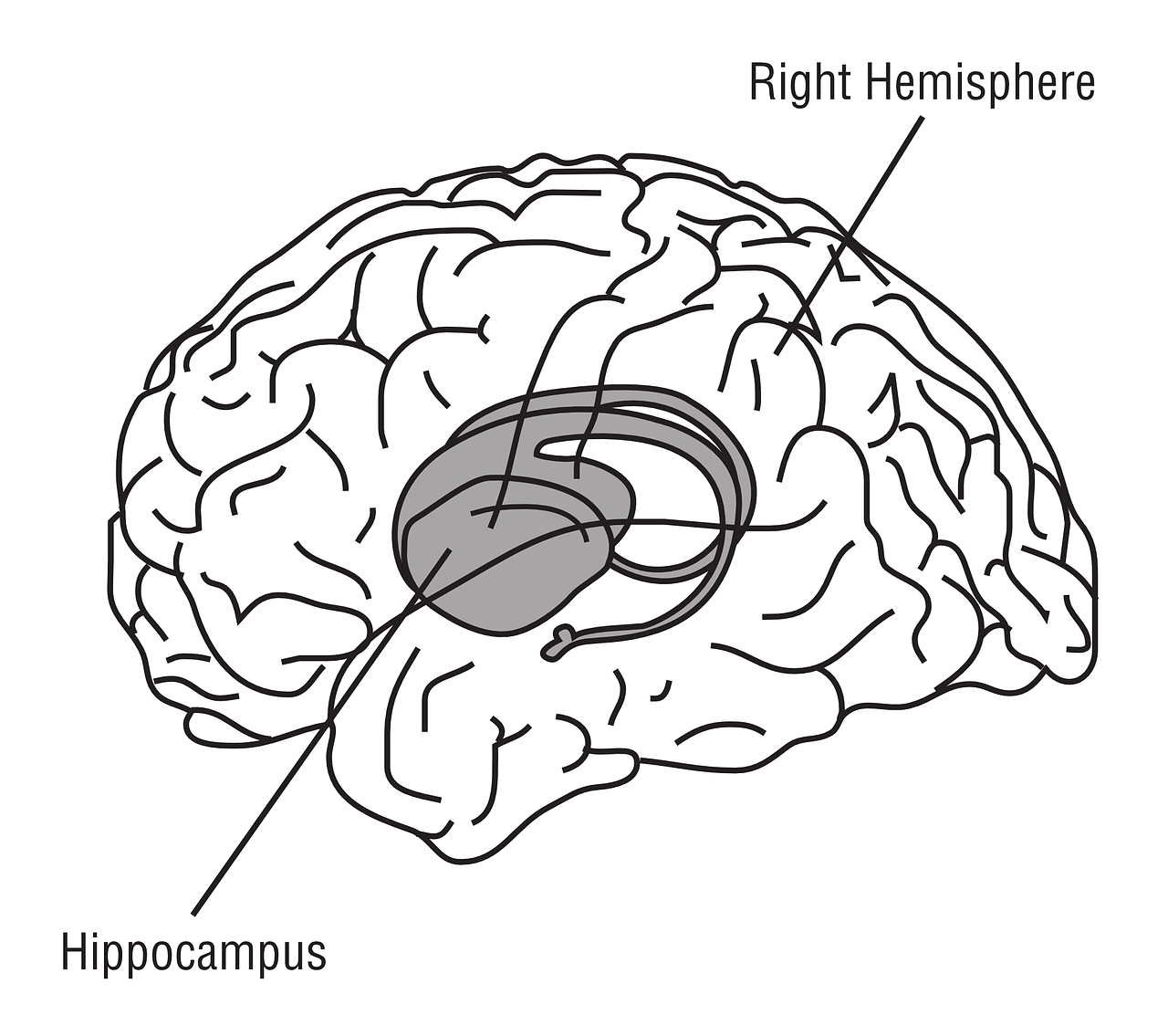 amygdala hippocampus prefrontal cortex