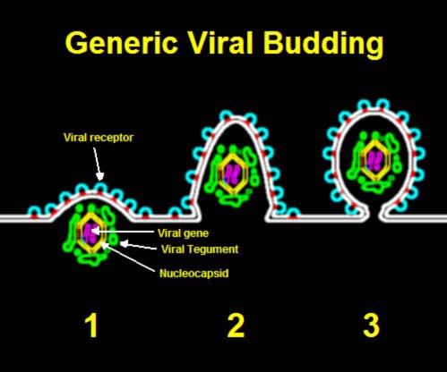 Difference Between Viral Shedding and Viral Load