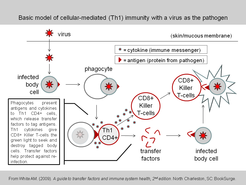 Difference Between Cellular Immunity and Herd Immunity