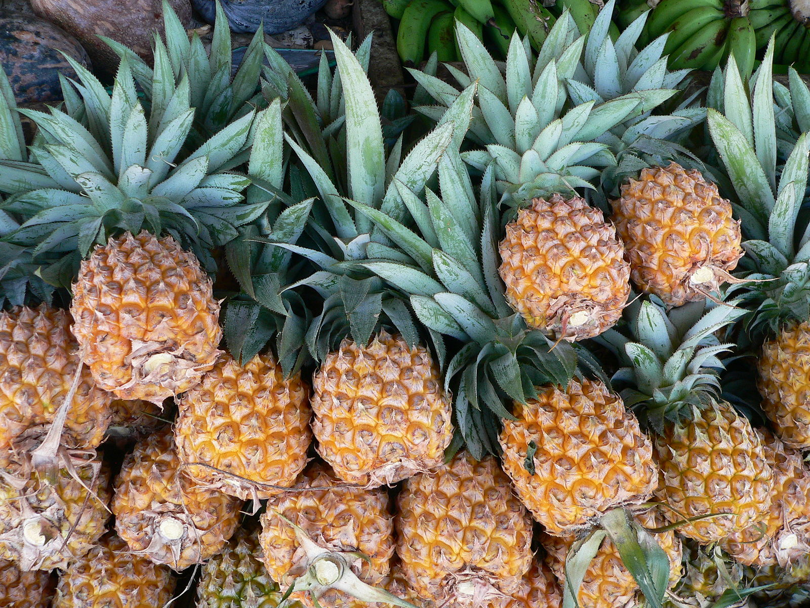 Difference between Ananas and Pineapple