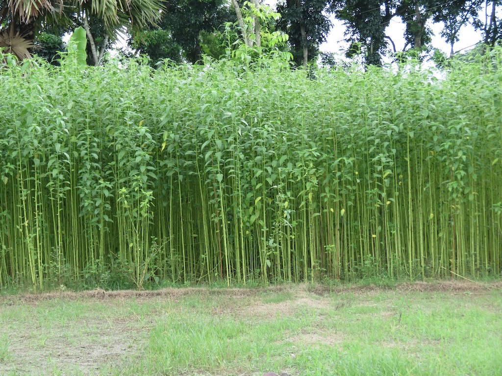 Difference Between Hemp and Jute