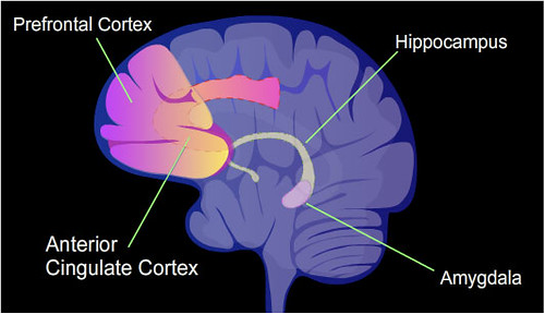Difference Between the Amygdala and the Prefrontal Cortex
