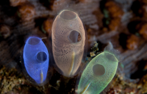 Difference Between Lancelets and Tunicates