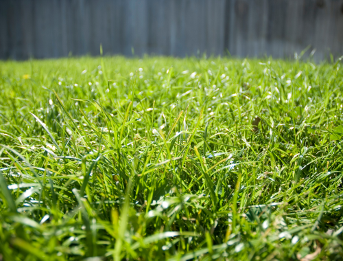 Difference Between Bermuda and St. Augustine Grass (1)